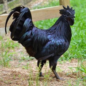 Ayam Cemani: An Absolutely Black Chicken Breed